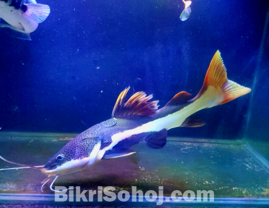 Amazon red tail catfish 20 inch size